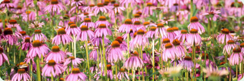 Dyrk din egen Echinacea-plante