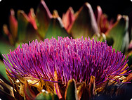 Cynara scolymus