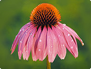 Echinacea purpurea