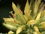 Gentiana lutea
