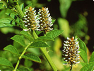 Glycyrrhiza glabra L.