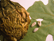Luffa operculata L.